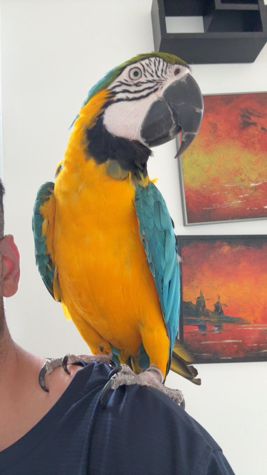 Perroquet ara macaw, Mâle, Perroquet, Parleur