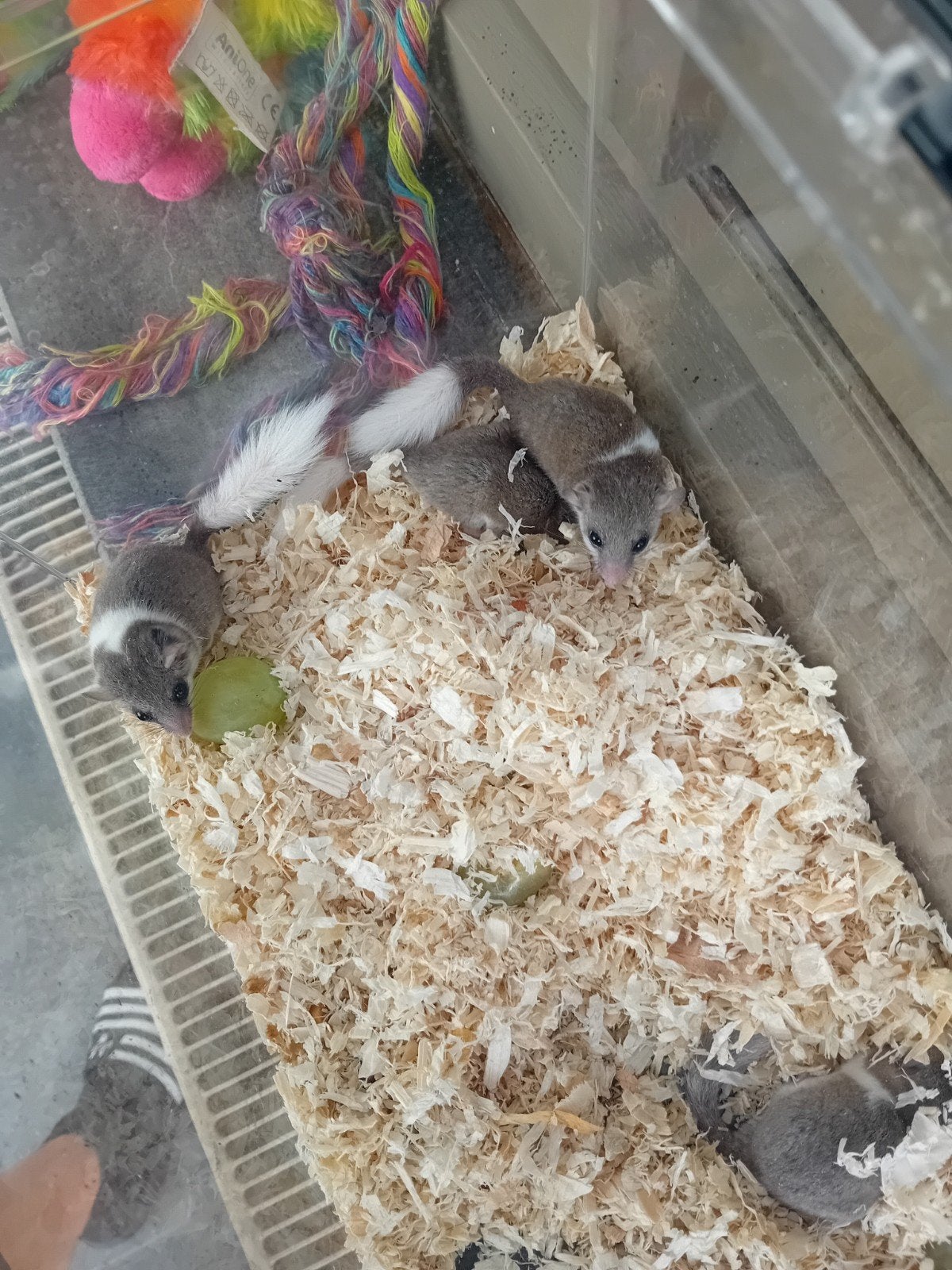 6 muisje te koop, Avril, Plusieurs animaux, Souris