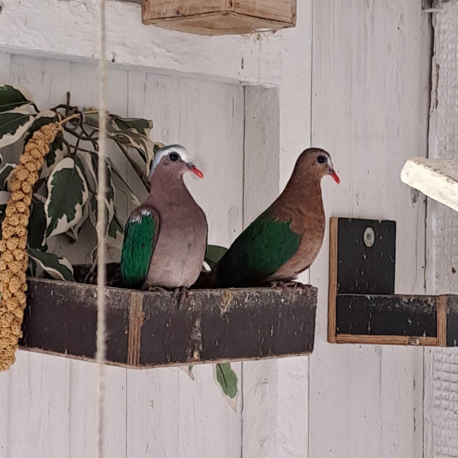 groen vleugelduifjes