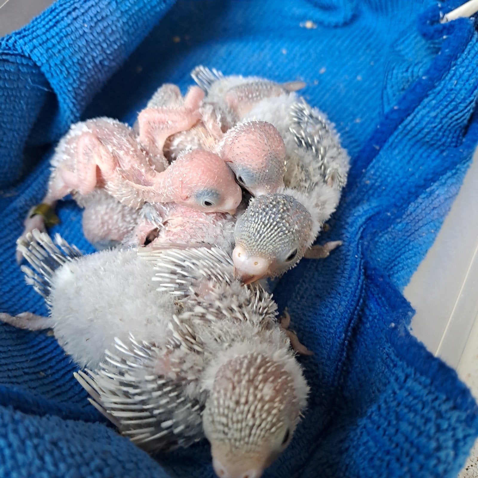 Jonge grasparkieten, Plusieurs animaux, Perruche, Bagué