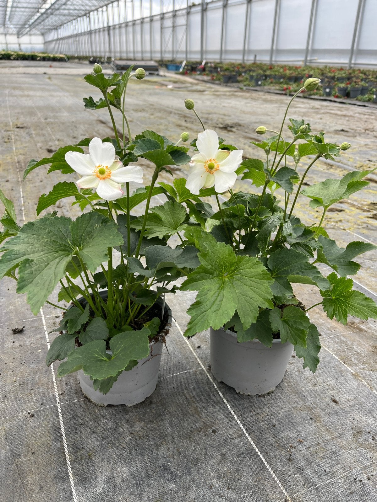 Anemone ‘Honorine Jobert’ (herfstanemoon) vaste plant- pot17, Enlèvement, Automne, Plante fixe, Mi-ombre