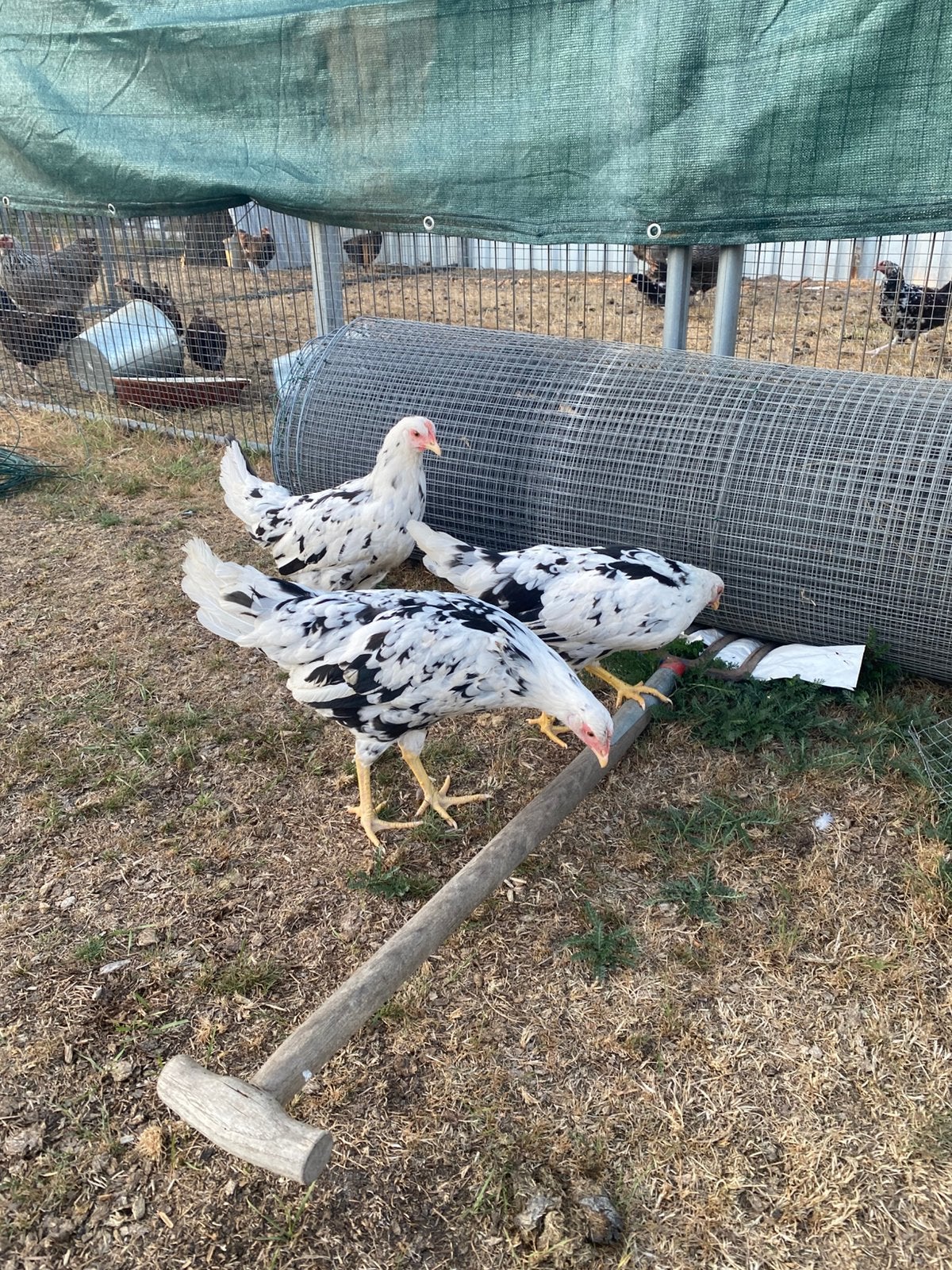 Bonte leghorn hennen, Dieren en Toebehoren, Vrouwelijk, Kip