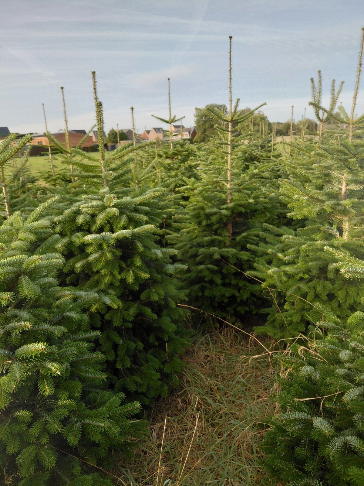 kerstbomen nordmann 2-3m, Ophalen of Verzenden