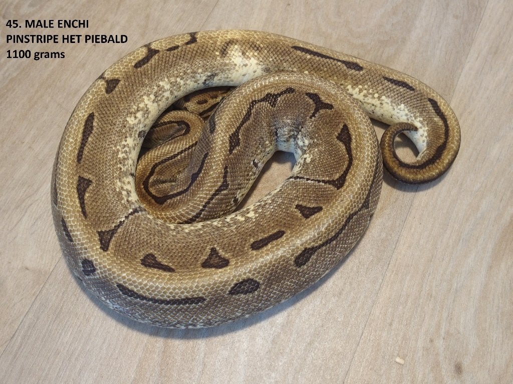 Koningspythons halfwas en kweekdieren deel 2 Ball Python photo 13