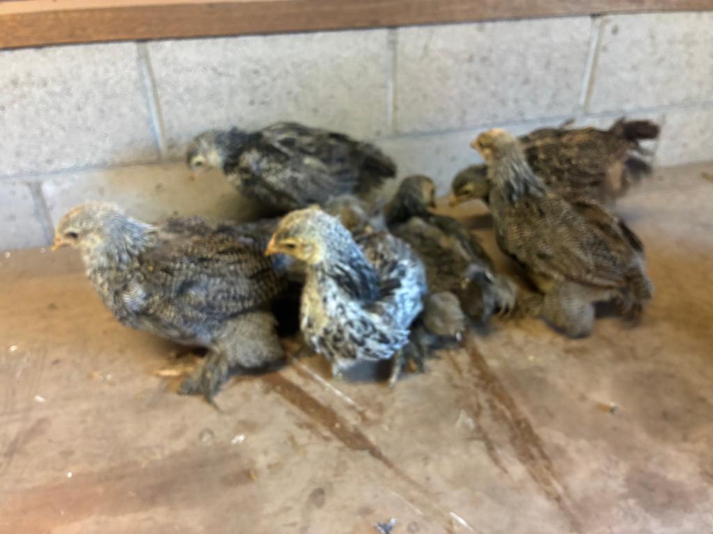 Nestje brahma hoen meerzomig zilverpatrijs, Dieren en Toebehoren
