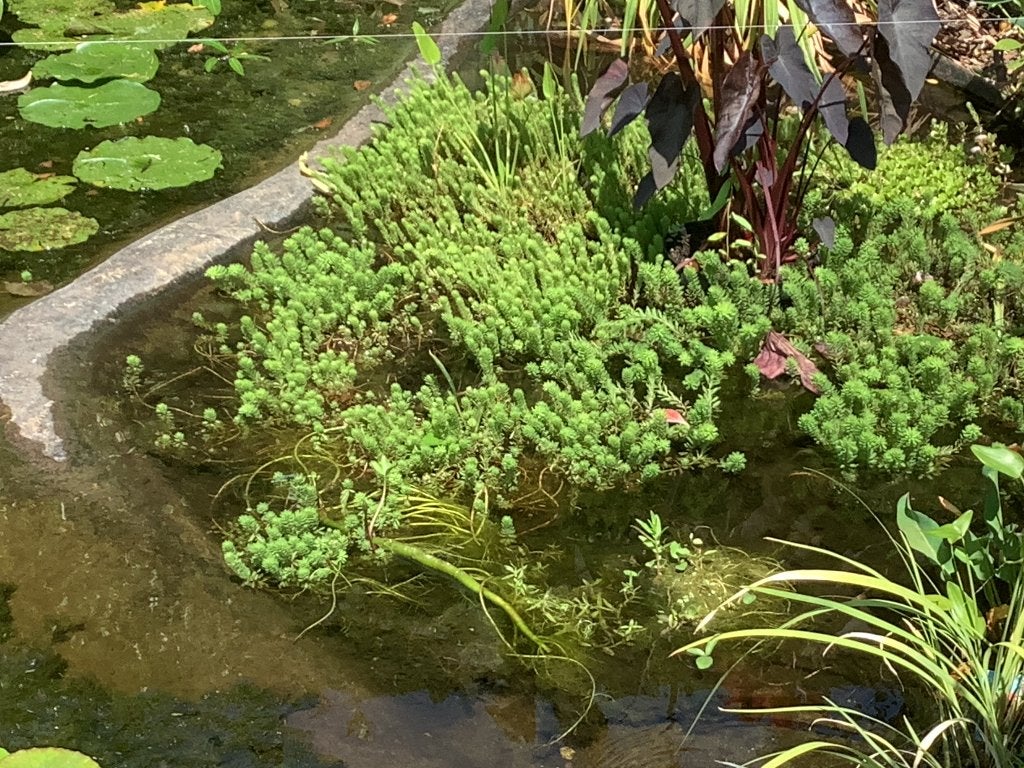 Vijverplanten, Ophalen