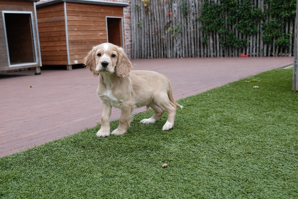 Superbes chiots Golden Cocker retriever (abricot et noir), Maladie de Carré (chiens), Autres races, Belgique, Plusieurs