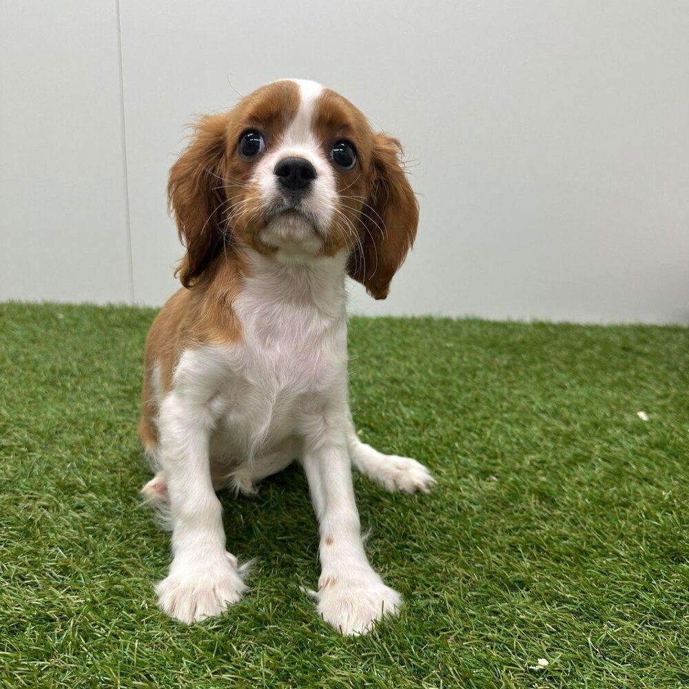 Cavalier King Charles Spaniël Pups, Dieren en Toebehoren, België, 8 tot 15 weken, CDV (hondenziekte), Meerdere