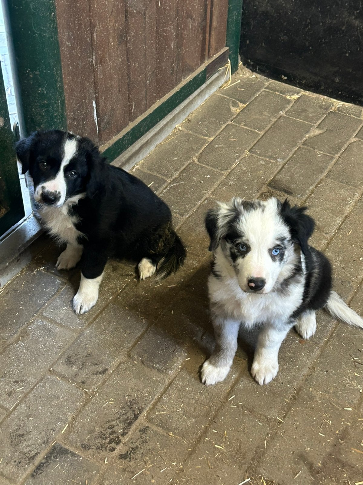 Des chiots border collie super sympas !, Animaux & Accessoires, Chiens | Sans pedigree, Chien (mâle), Hépatite contagieuse (maladie de Rubarth)