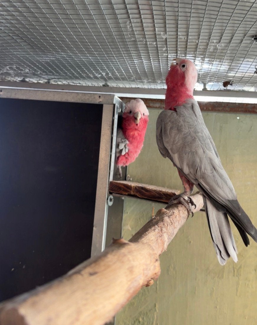 Couple rosalbin, Animaux & Accessoires, Oiseaux | Perruches & Perroquets