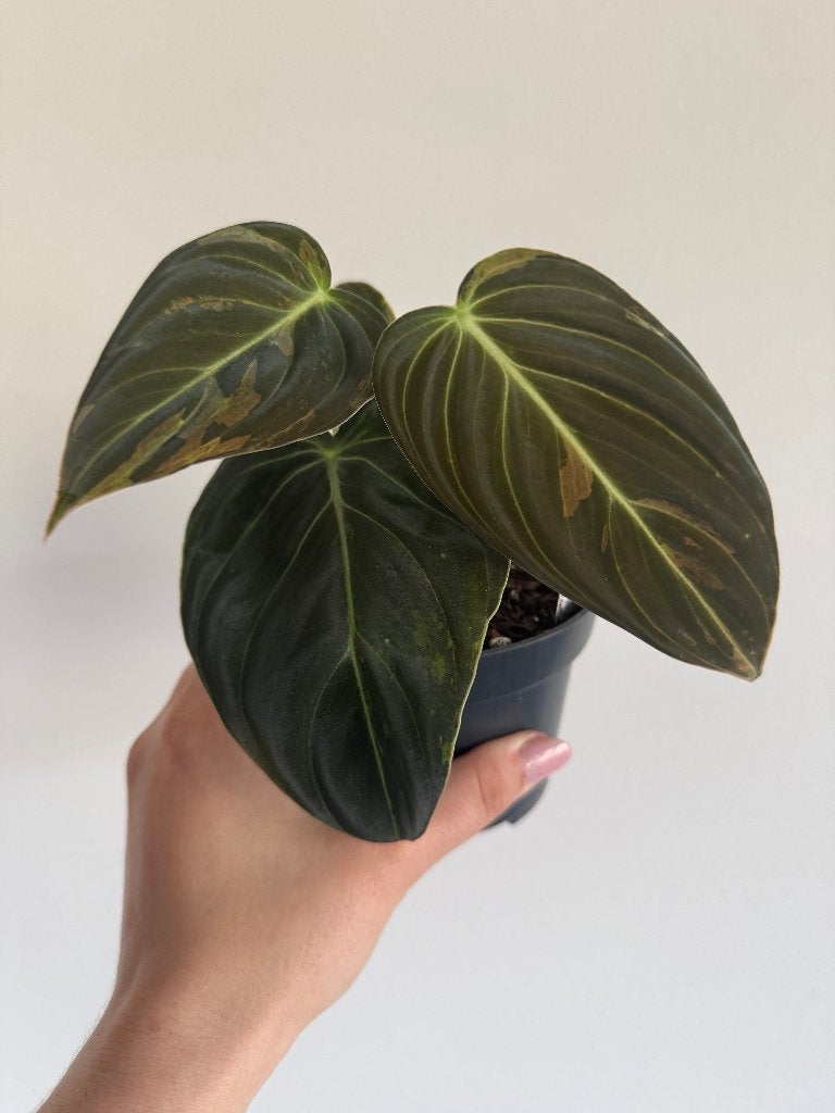 Philodendron Melanochrysum Variegata, Maison & Meubles, Plantes d'intérieur, Autres espèces, Moins de 100 cm, Plante verte, Ombre partielle