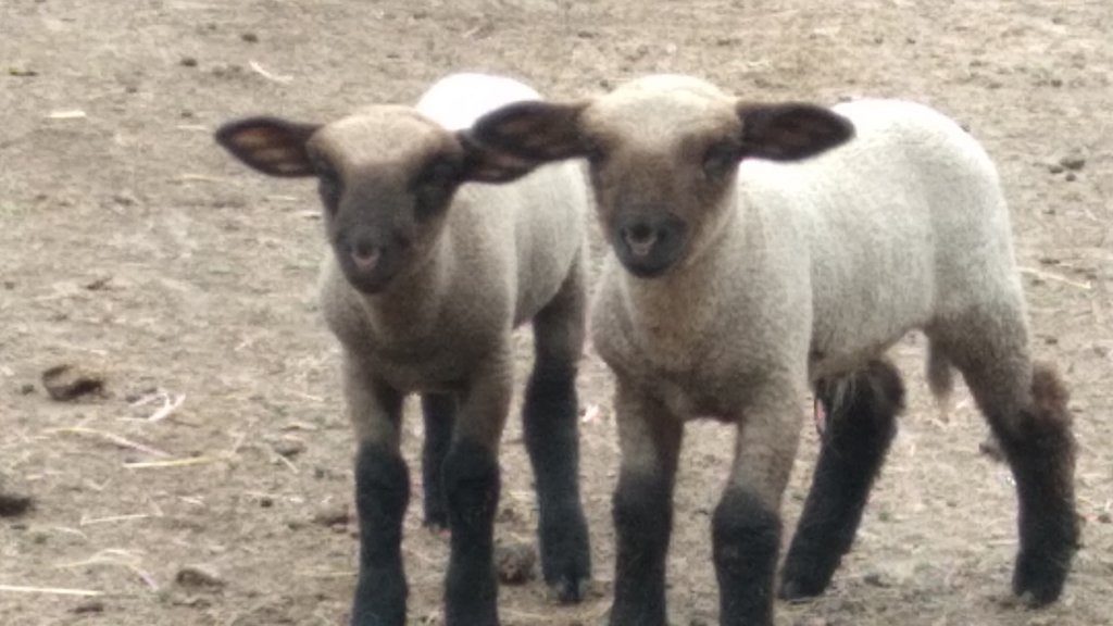 Hampshire down, Mâle, Mouton, 0 à 2 ans