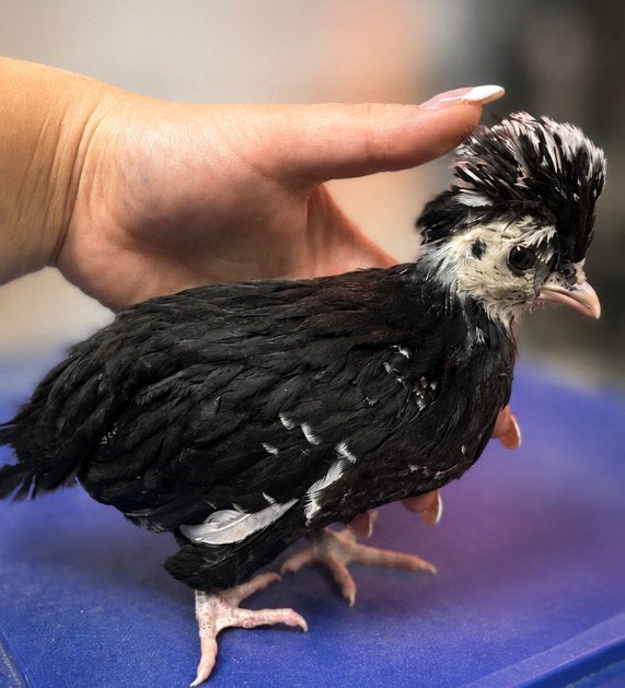 Hollandse kuifhoen (90% zeker hen), Dieren en Toebehoren