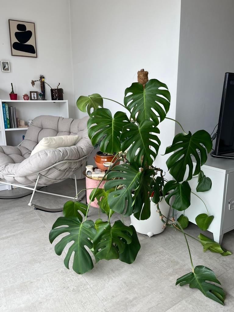 Monstera, Ophalen, 100 tot 150 cm