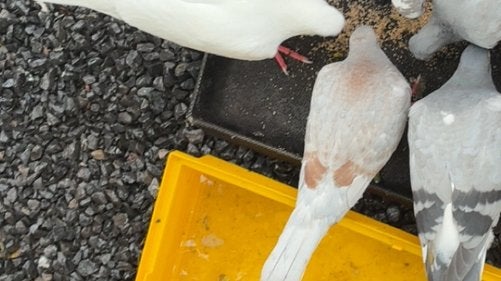 Mooie duiv, Dieren en Toebehoren, Vogels | Duiven