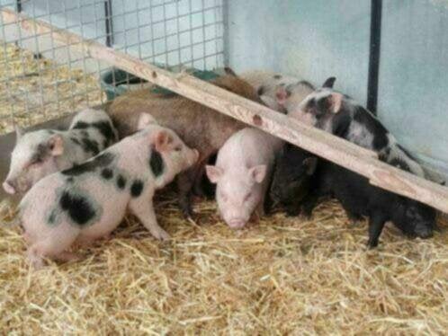 gottinger varken biggen biggetjes mini varkens, Dieren en Toebehoren, Meerdere dieren, Varken, 0 tot 2 jaar
