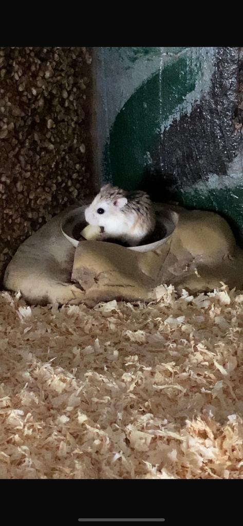 GRATIS HAMSTER, Septembre, Femelle, Hamster