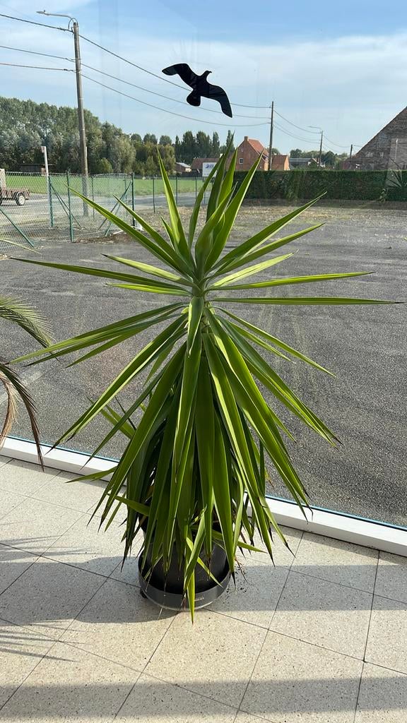 Yucca’s, Ophalen