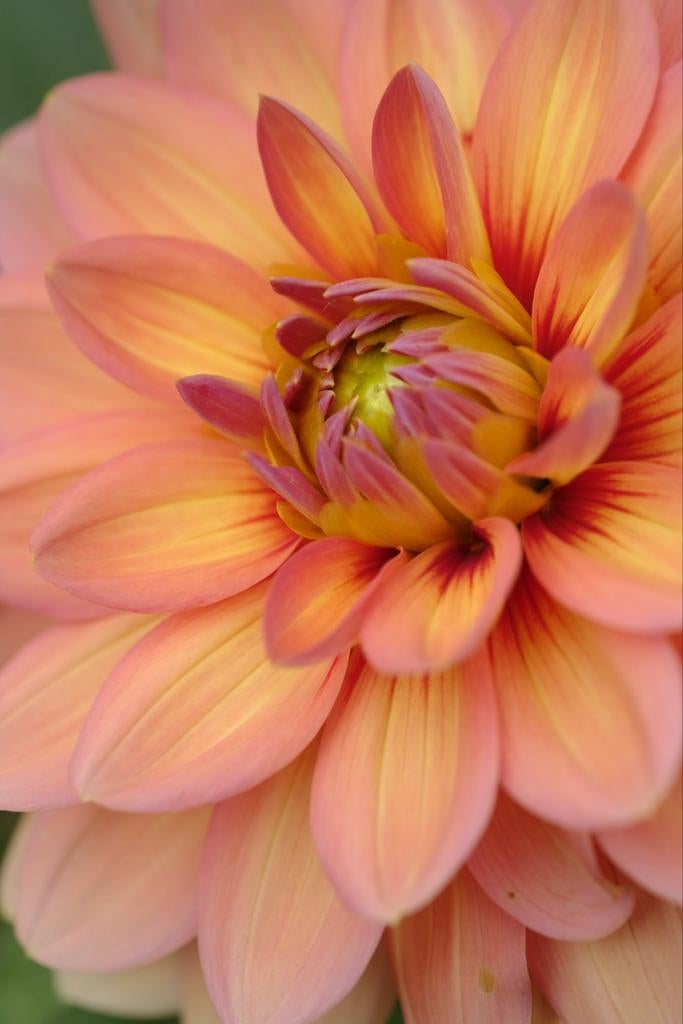 Dahlia knol Yvonne, Ophalen, Knol