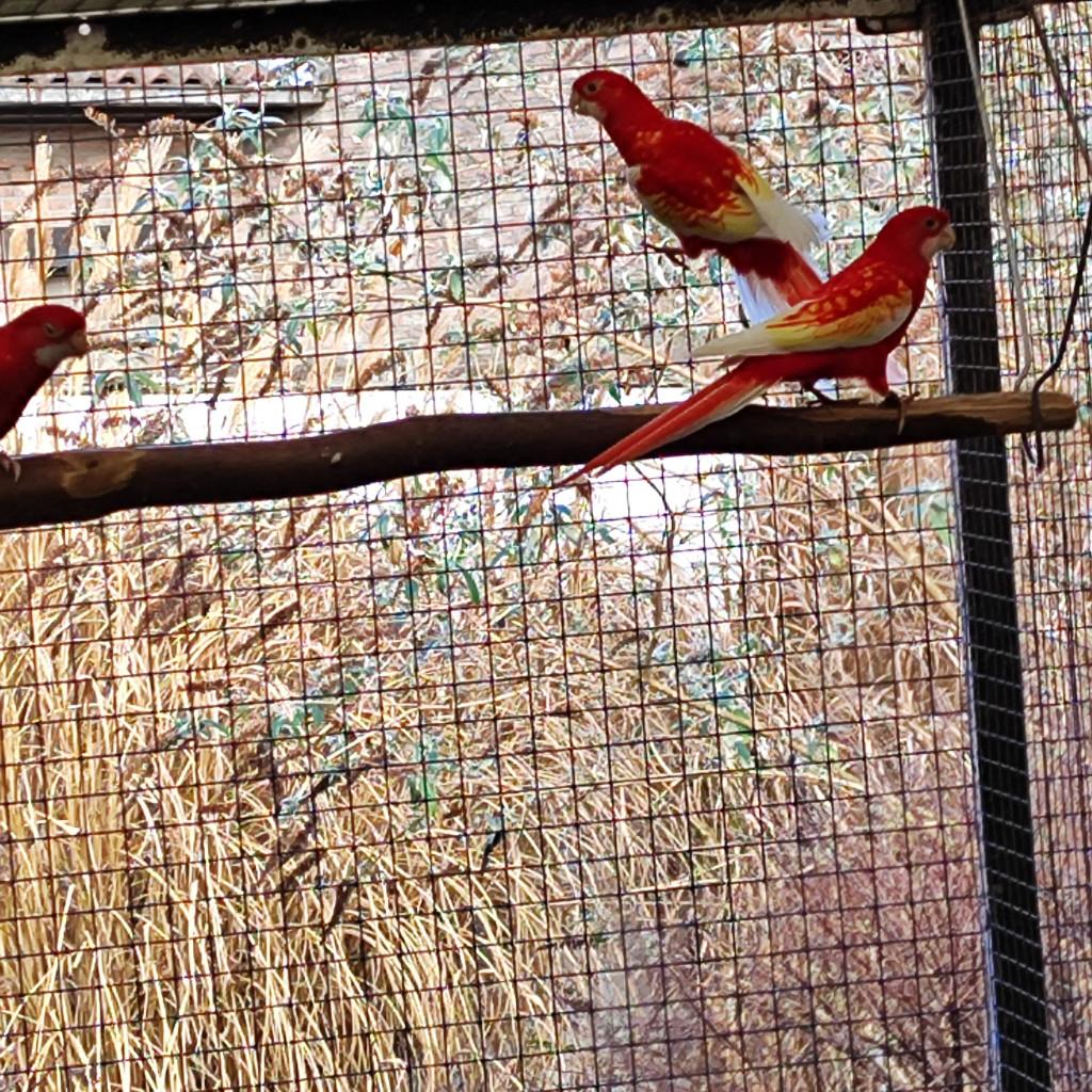 Rubino Rosellas, Dieren en Toebehoren, Meerdere dieren, Parkiet, Geringd