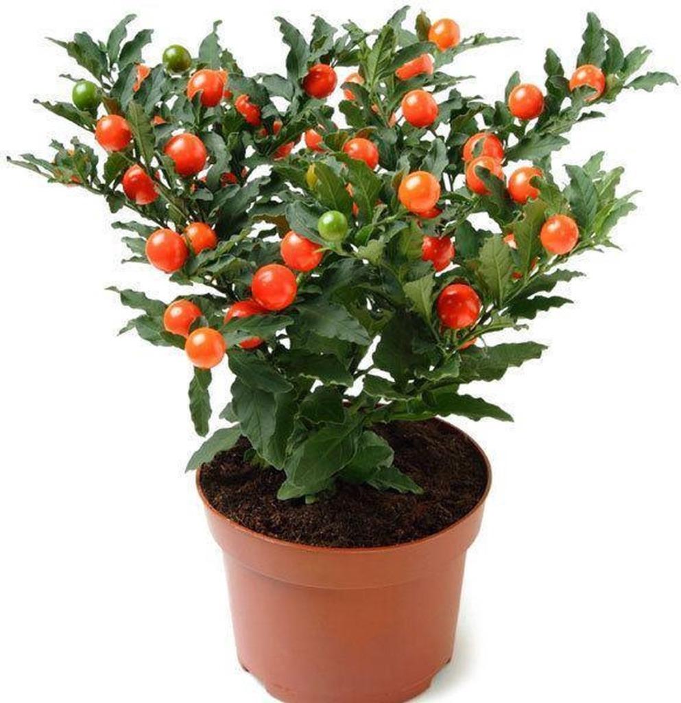 Graines de Solanum pseudoc. (oranger), Enlèvement ou Envoi, Toute l'année, Plein soleil, Graine
