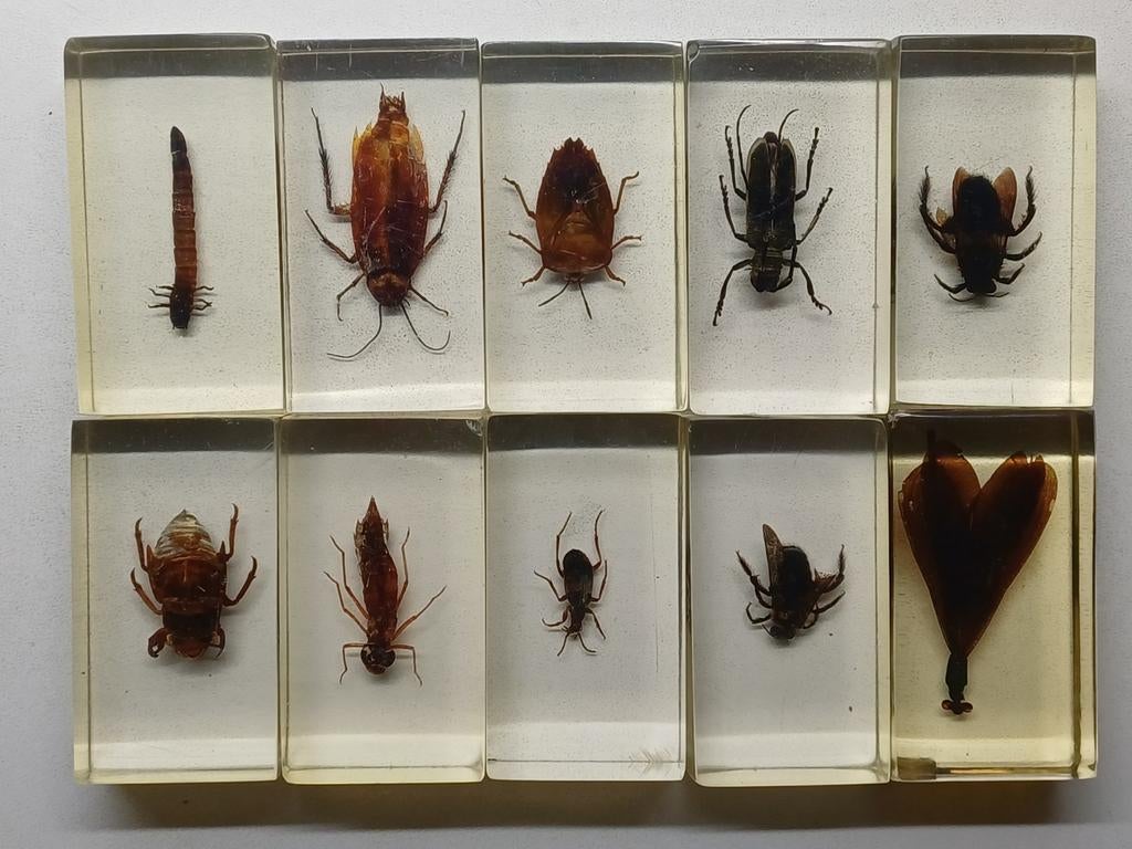 Lot van 10 insecten gegoten in epoxy hars rariteitenkabine, Collections, Collections Animaux, Enlèvement ou Envoi, Utilisé, Insecte