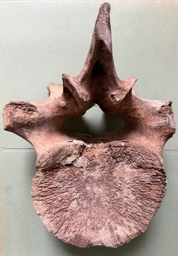 Vertèbre fossile mammouth ca 28x20x17cm (dim les plus longue, Collections, Enlèvement ou Envoi, Fossile