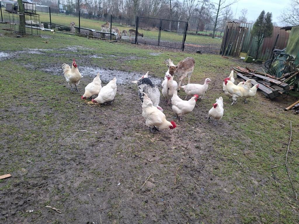 Bresse kip eieren voor uit te broeden, Dieren en Toebehoren