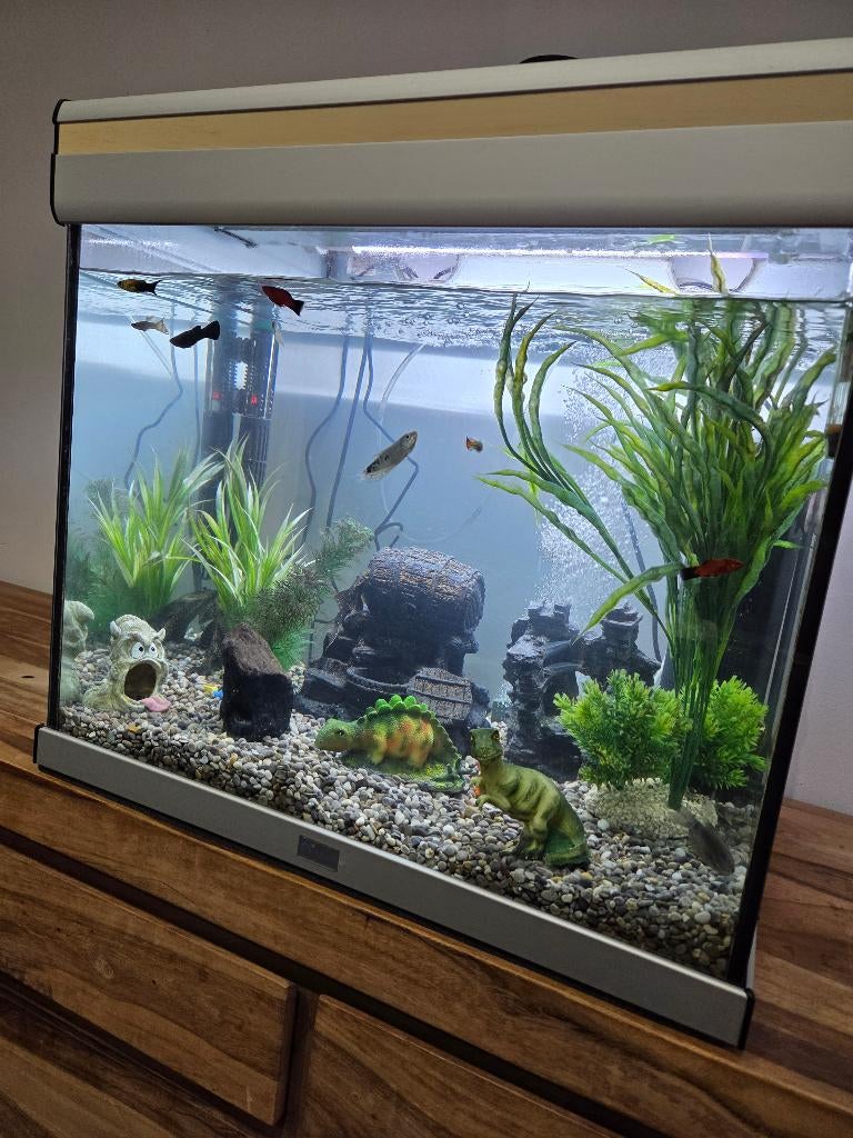 Aquarium complet avec poissons Full, Animaux & Accessoires, Poissons | Aquariums & Accessoires, Comme neuf, Aquarium d'eau douce rempli