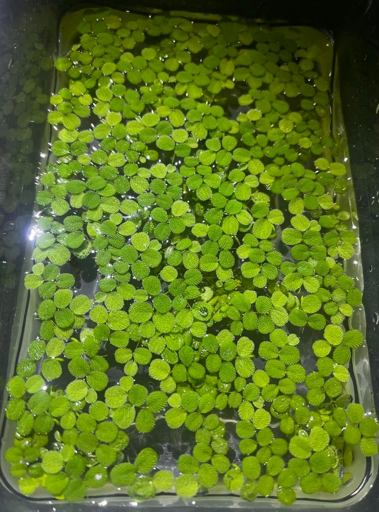 Salvinia Vlotvaren Drijfplant, Dieren en Toebehoren, Ophalen, Zo goed als nieuw