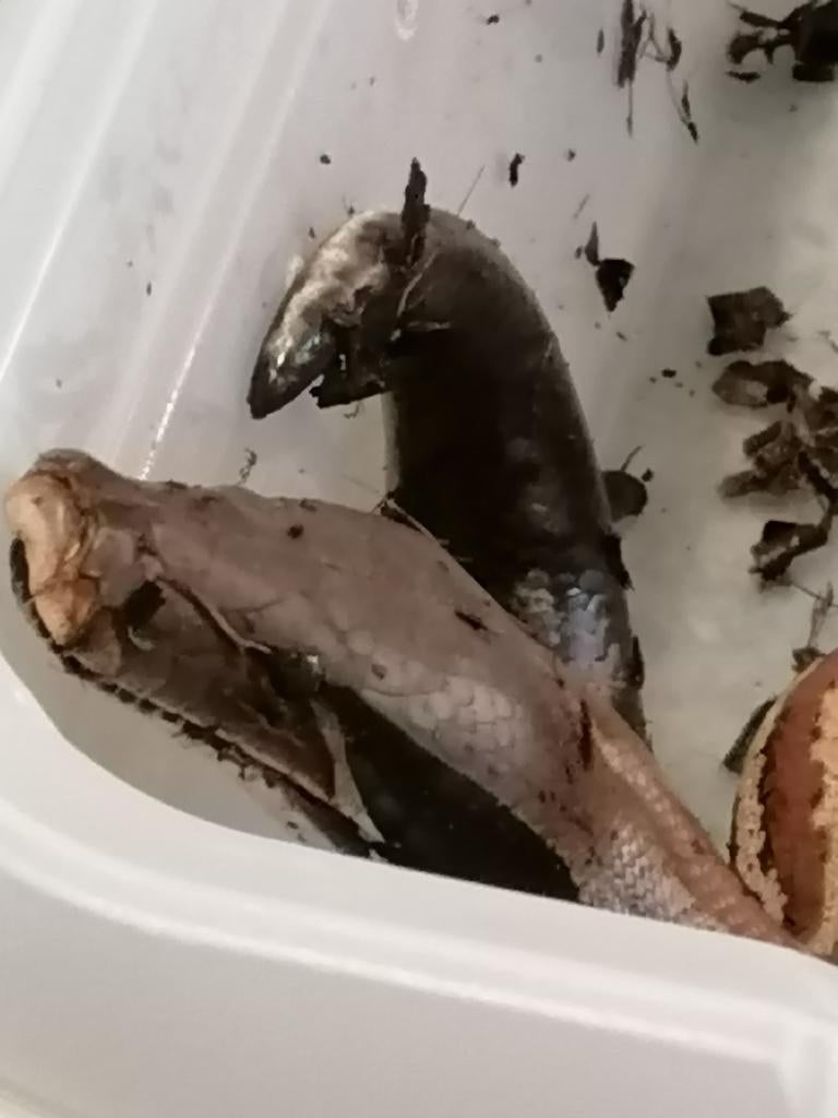 Python source source, Serpent, 3 à 6 ans