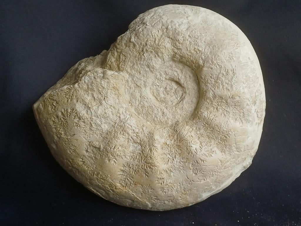 Fossiele inktvis uit Frankrijk, Ophalen of Verzenden, Fossiel