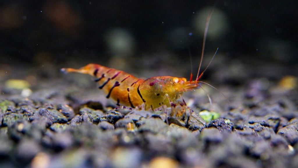 Orange eye Tiger caridina garnalen
