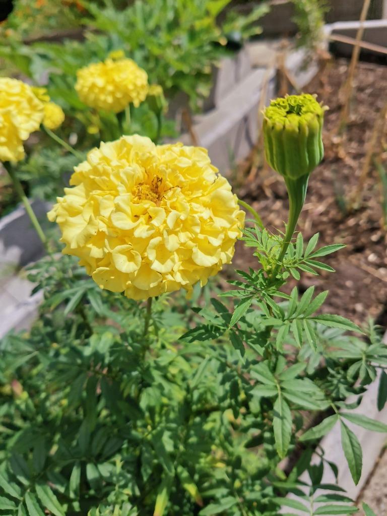 20 zaden Tagetes erecta Man on the moon, Verzenden, Zaad