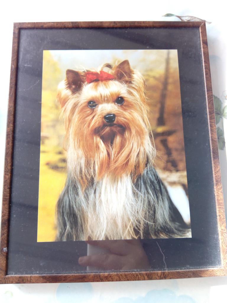 2 honden (Yorks) foto kaders, Ophalen, Gebruikt, Minder dan 50 cm