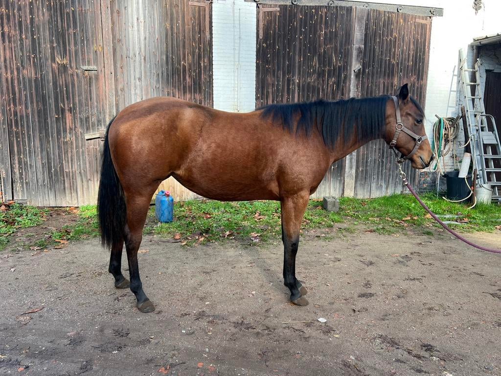 Quarter horse merrie 2024, Dieren en Toebehoren, Merrie