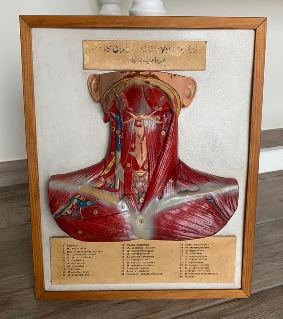 didactisch 3 d model "hals - Nek", Antiek en Kunst, Ophalen of Verzenden