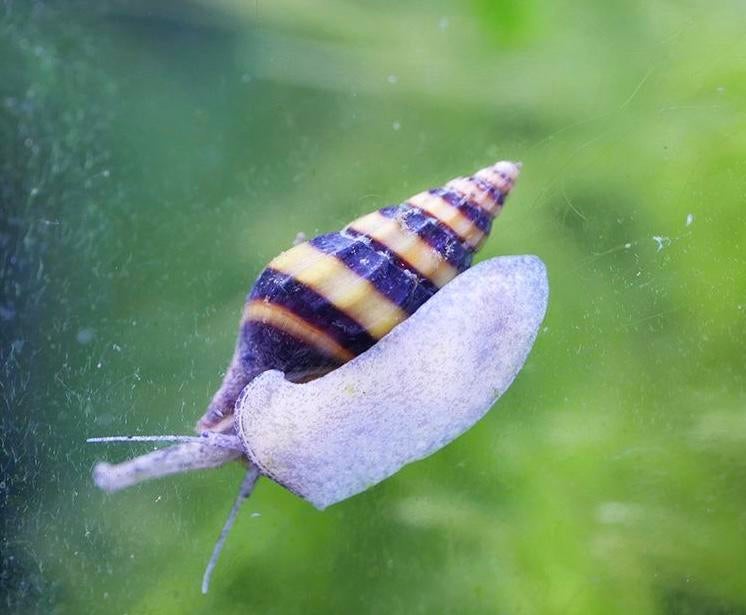 Anentome Helena / escargot tueur, Dieren en Toebehoren, Ophalen of Verzenden, Nieuw, Overige typen