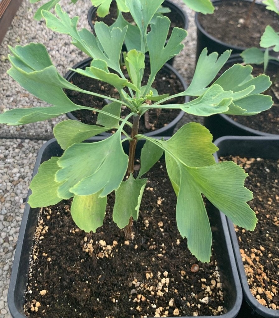 Jonge boompjes van Ginkgo Biloba - Japanse Notenboom, Tuin en Terras, Ophalen, Zomer, In pot