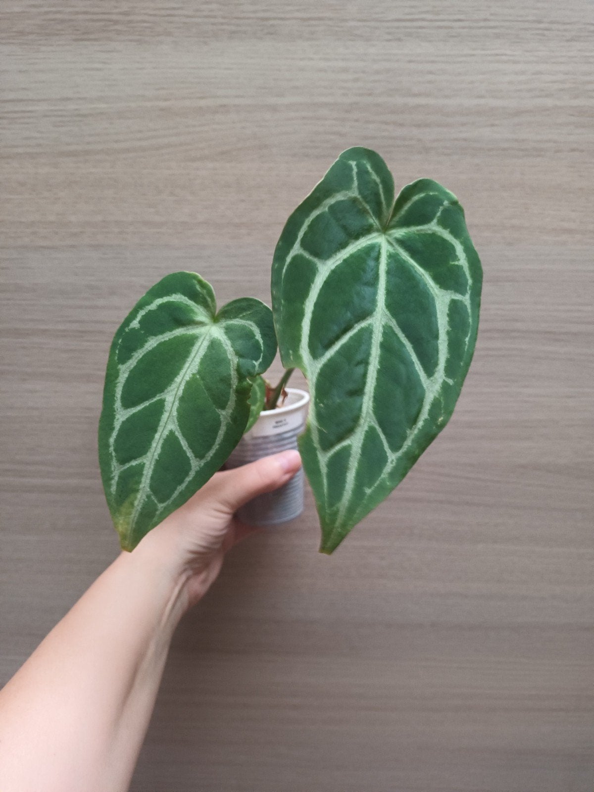 Anthurium magnificum x pedatoradiatum?, Enlèvement ou Envoi