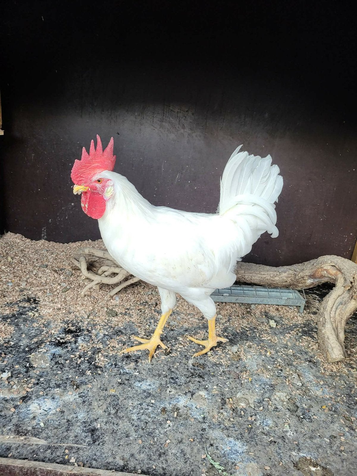 Leghorn Haan 4m