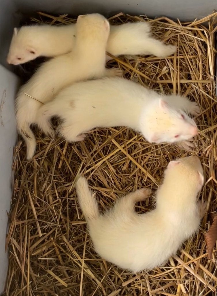Jeunes furets, Mai, Plusieurs animaux