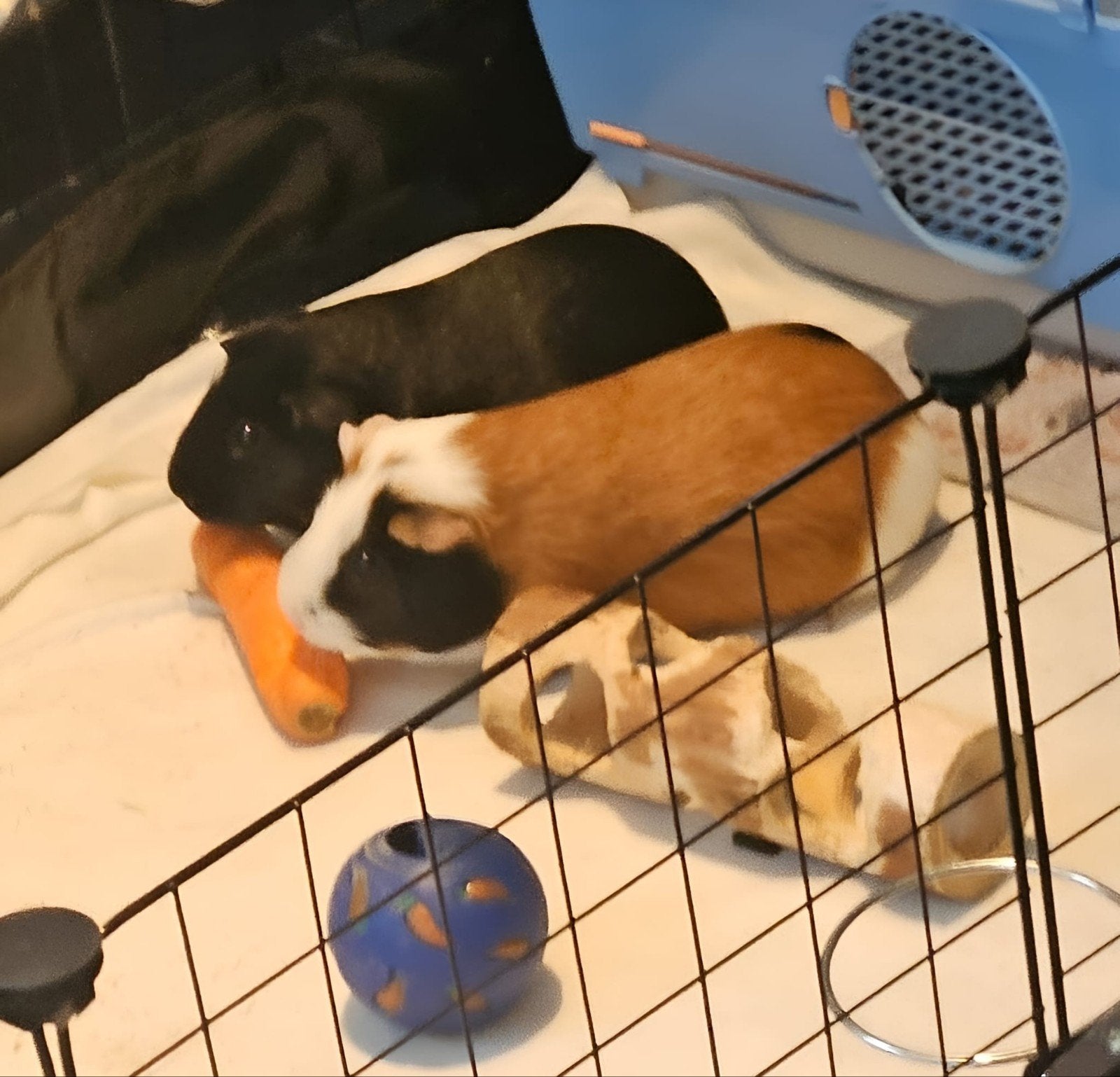 Koppel cavia's, Animaux & Accessoires, Mâle, Domestique, Mai, Cobaye