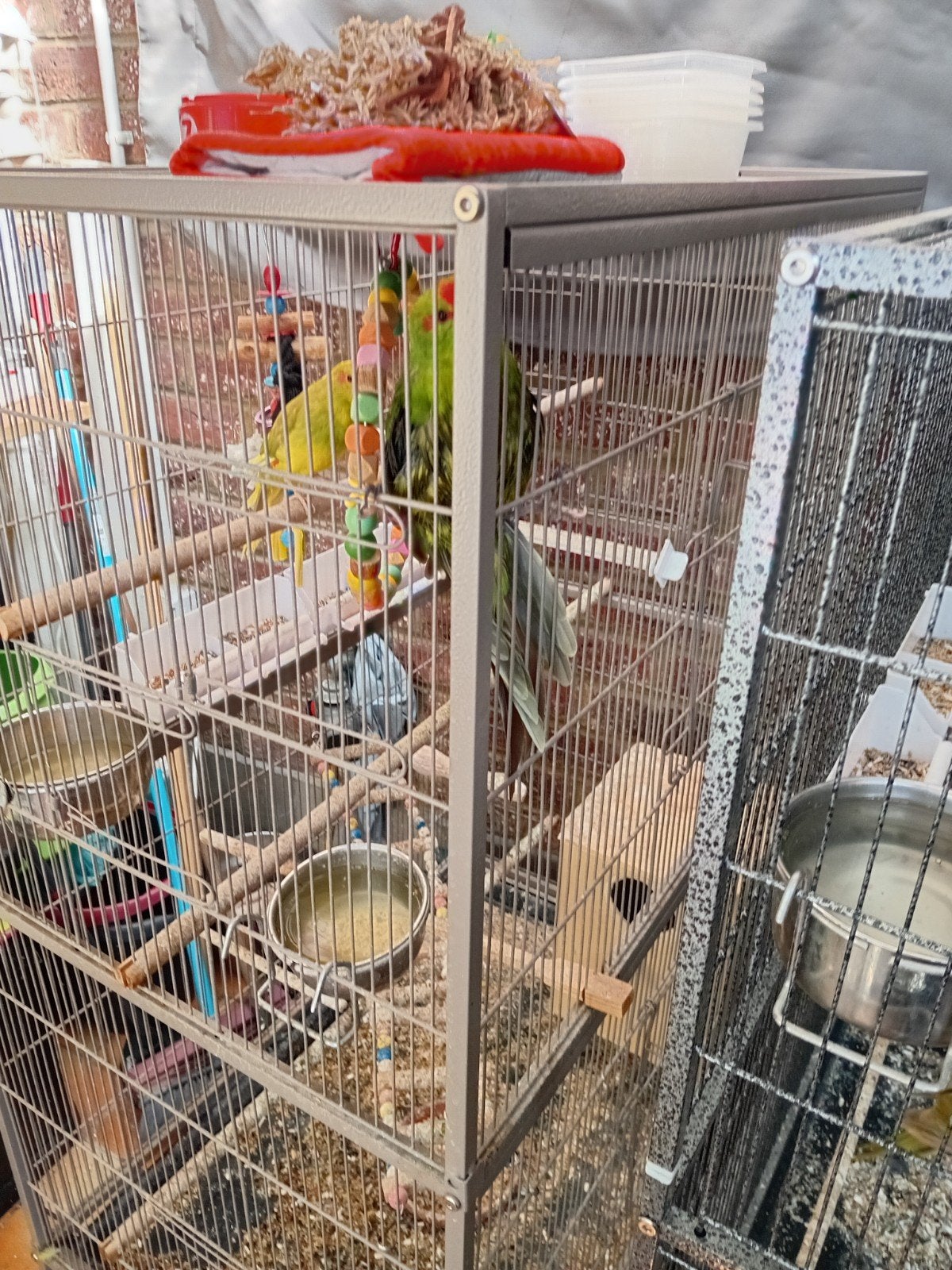 vogels, Ophalen