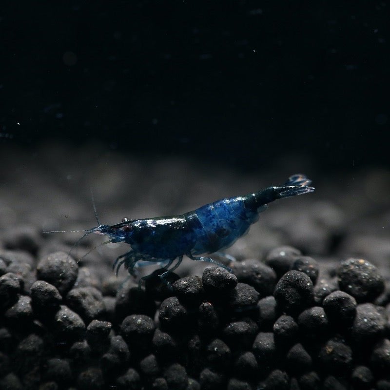 Blauwe Rili Neocaridina garnalen te koop, Dieren en Toebehoren