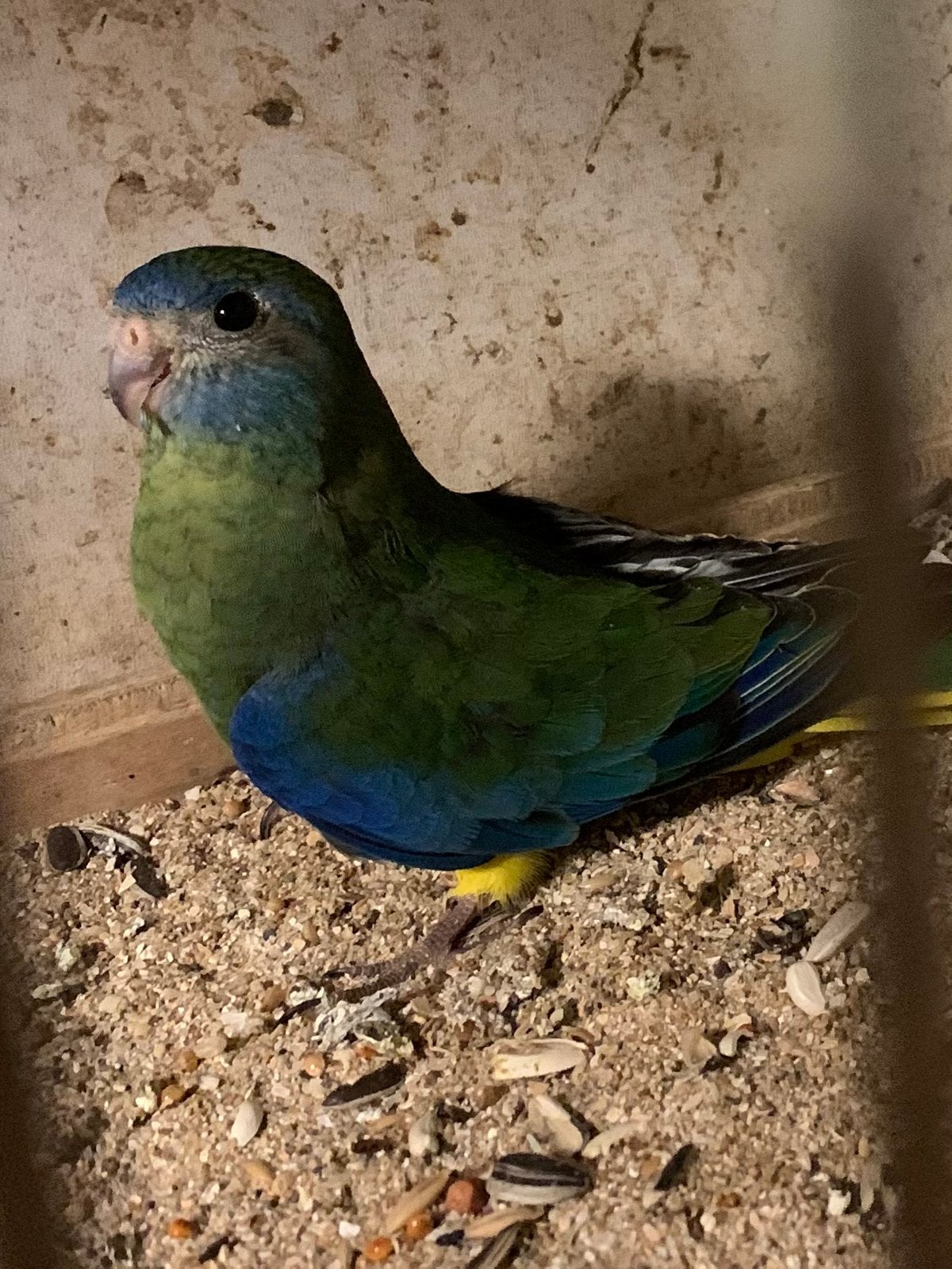 Turquoisine parkietjes, Animaux & Accessoires