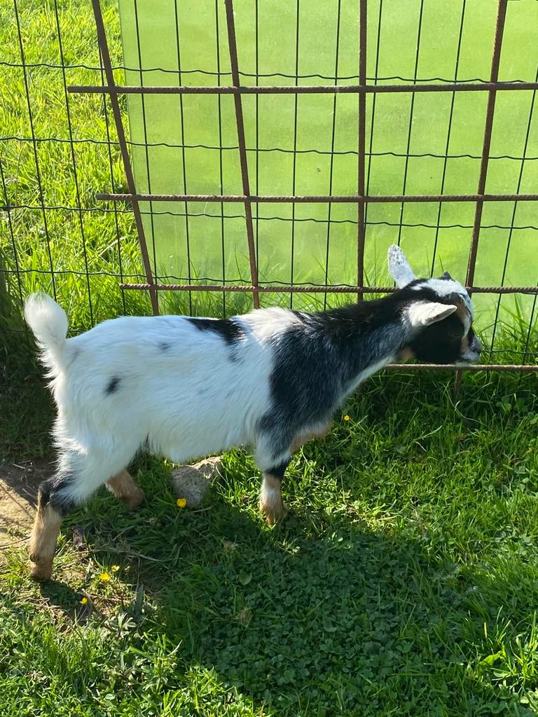 Geiten bokjes te koop, Mâle, Chèvre, 0 à 2 ans