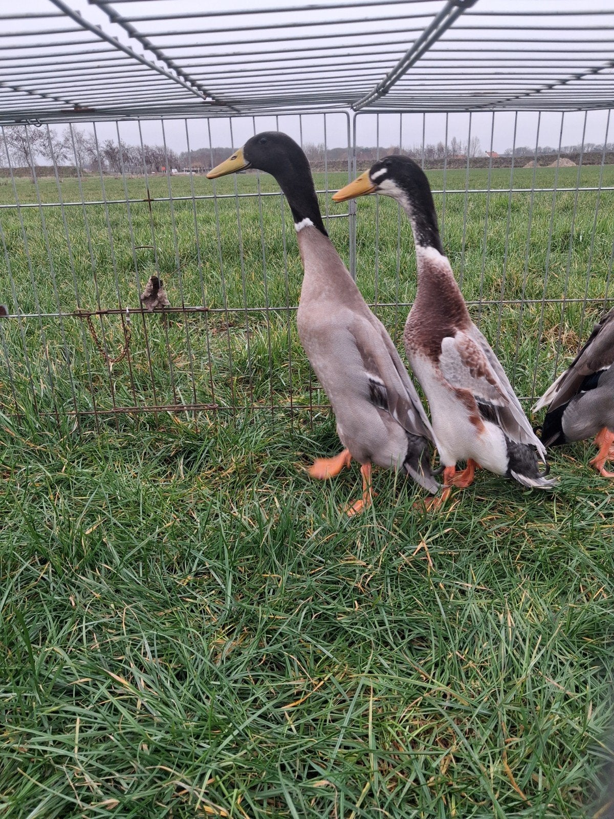 4 Loopeend woerden., Mannelijk, Eend