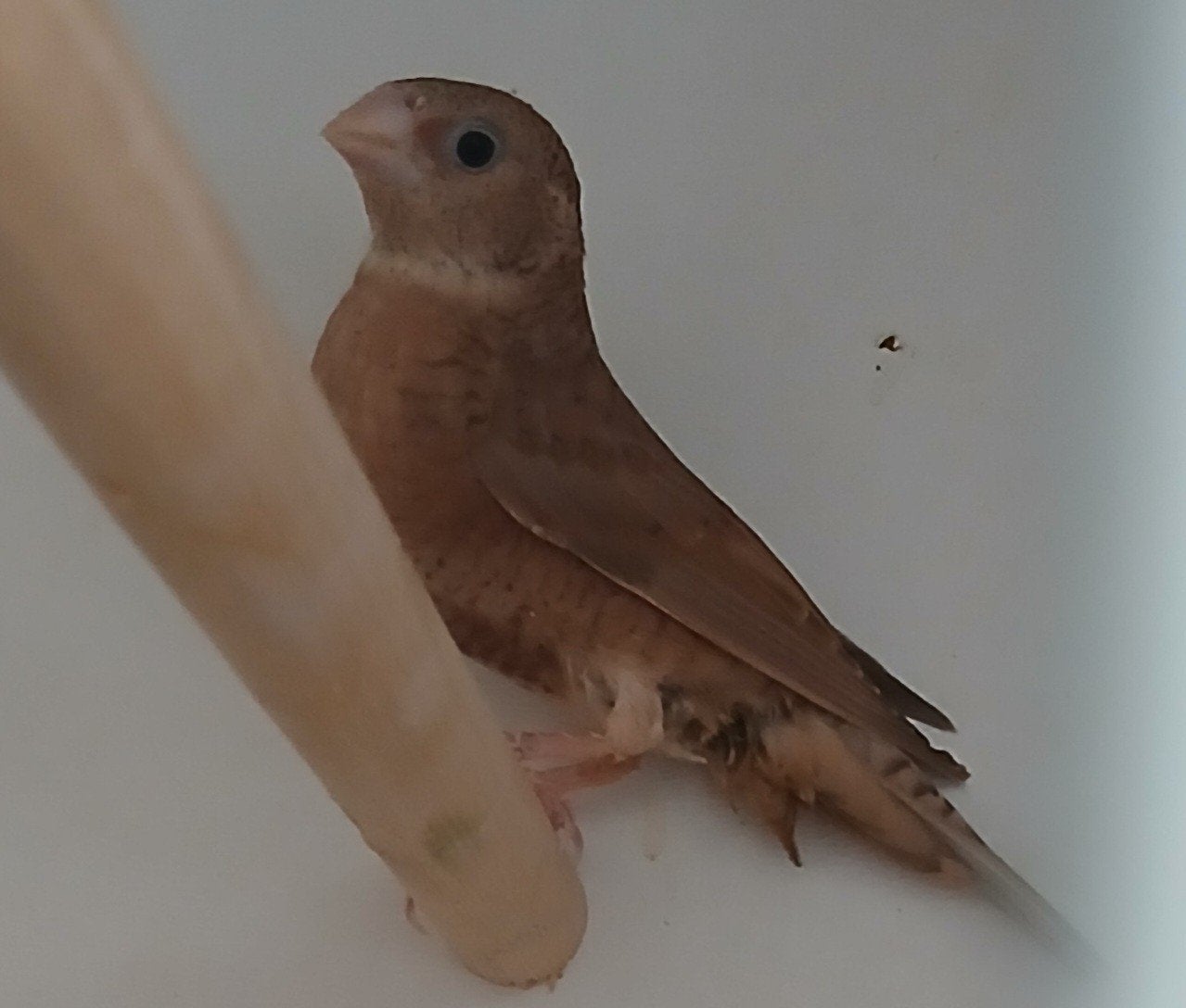 Pop bandvink (2026), Dieren en Toebehoren, Vrouwelijk, Tropenvogel