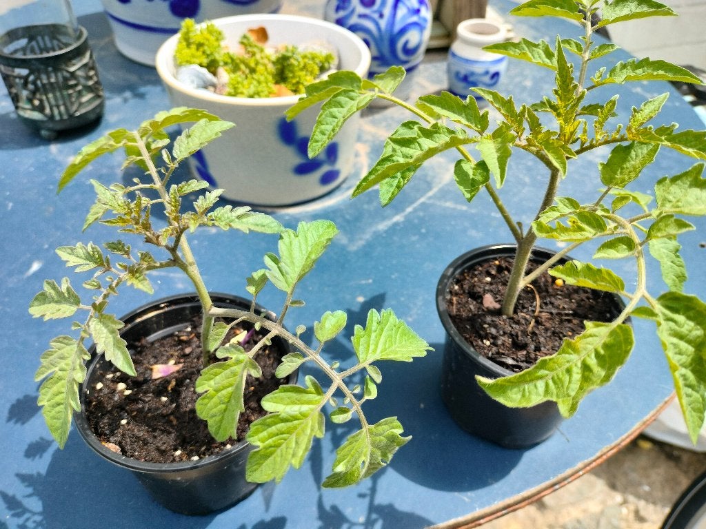 Tomatenplantjes, Tuin en Terras, Planten | Tuinplanten, Ophalen, Groenteplanten, Eenjarig, Halfschaduw